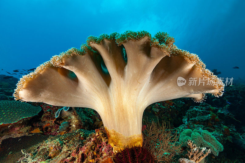 美丽的皮革珊瑚Sarcophyton sp.在罗马岛附近，班达海，印度尼西亚